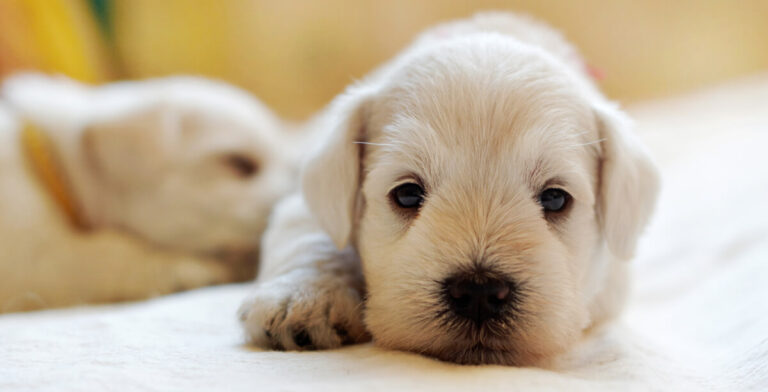 Mejor adoptar: éstas son las multas por vender mascotas en la calle