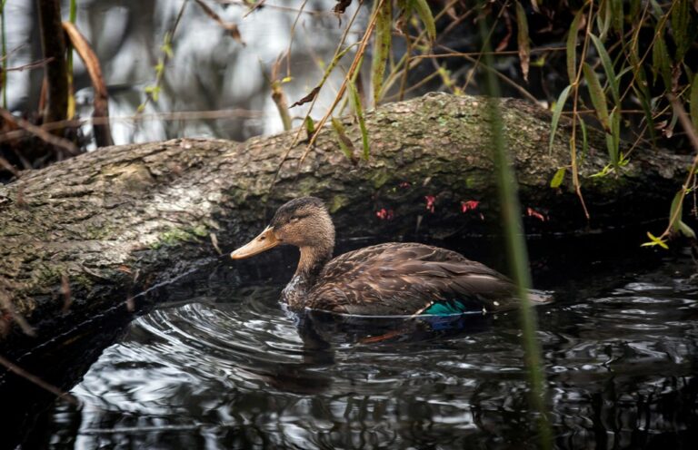 Bordo “Las Maravillas” de UAEMéx, ideal para reproducción de pato mexicano