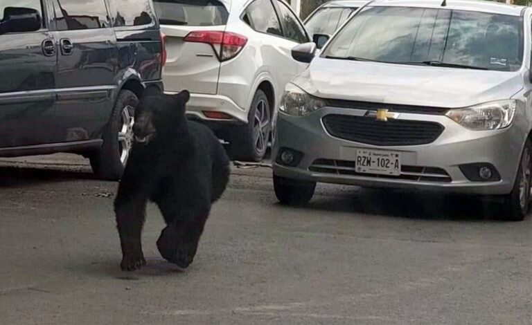 Pánico en Monterrey con oso deambulando por sus calles