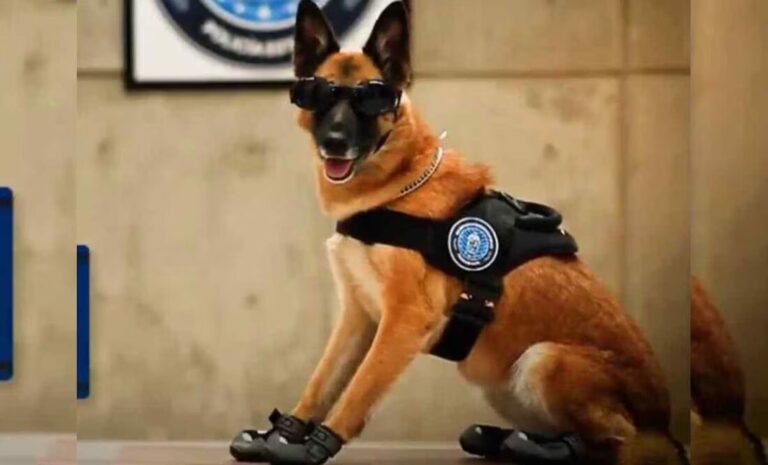 ¡Lamentable! Muere por insolación agente canino