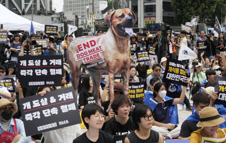 ¡Se logró! Corea del Sur prohíbe la venta de carne de perro