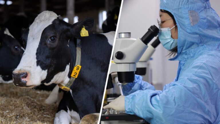 EE. UU. detecta el primer caso humano de gripe aviar transmitido en leche de vaca 