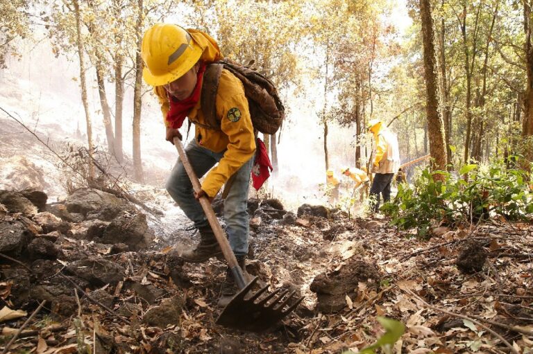 Ante incendios forestales, Probosque confirma que brechas cortafuego y líneas negras son los mejores métodos