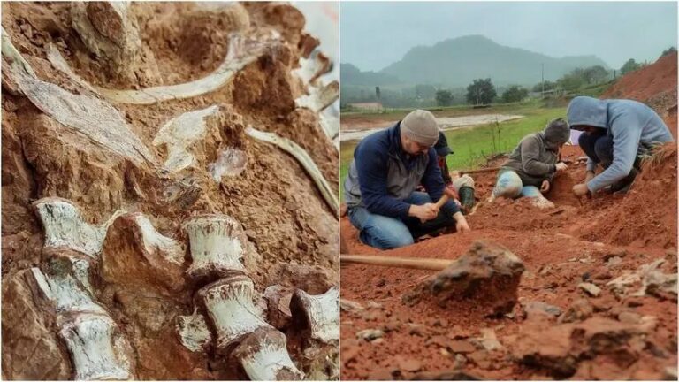 Descubrimiento histórico en Brasil: Fósil de dinosaurio de 230 millones de años encontrado