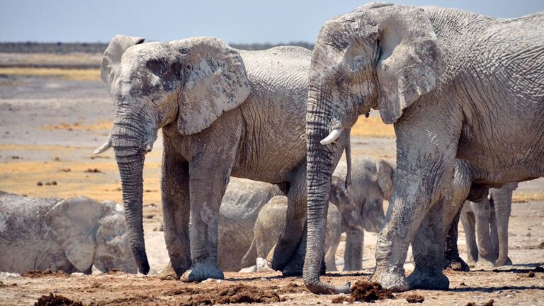 Namibia implementa plan controvertido para combatir el hambre mediante sacrificio de animales salvajes