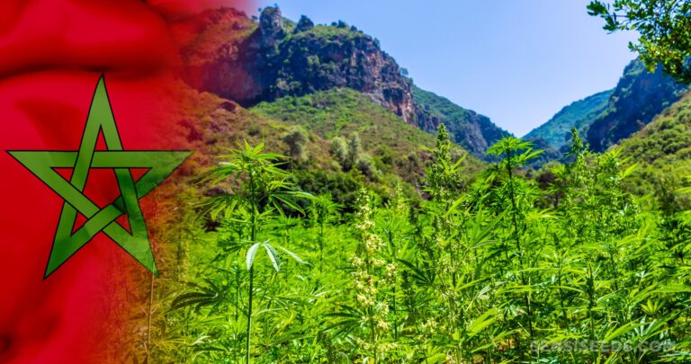 Indultan a casi 5 mil campesinos productores de cannabis en Marruecos
