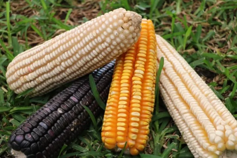 Joven emprendedor indio revoluciona la industria con bolsas biodegradables a base de maíz