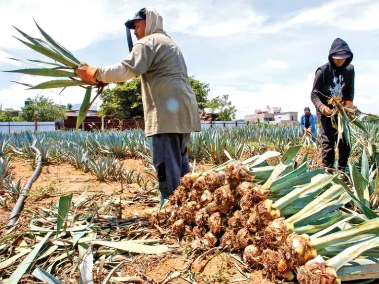 Mezcal conquista 86 países mientras Oaxaca enfrenta los desafíos de la sobreexplotación del maguey