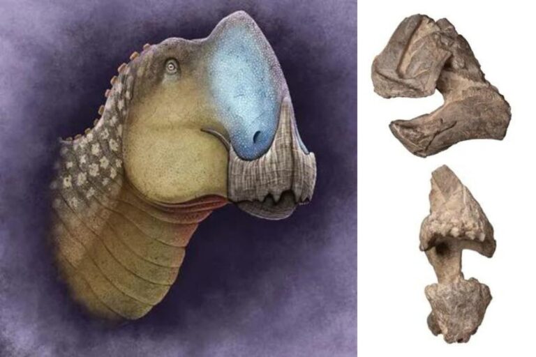 Descubrimiento de nueva especie de dinosaurio en Coahuila: Coahuilasaurus lipani