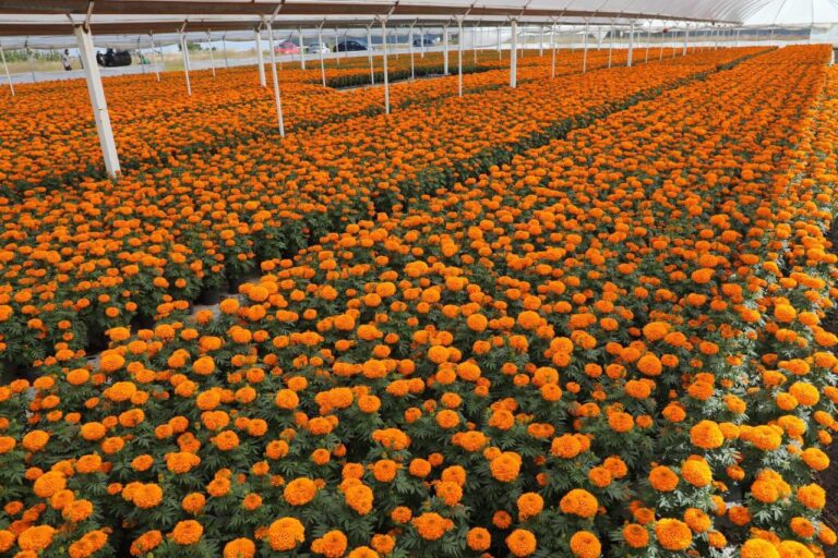 Inicia venta de cempasúchil en el EdoMéx para ofrendas de Día de Muertos