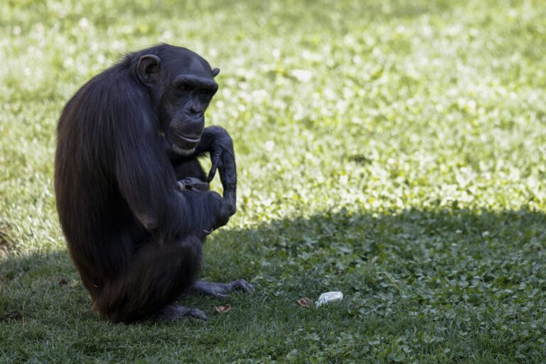 La chimpancé Natalia del Bioparc de Valencia suelta el cuerpo de su cría tras siete meses de duelo