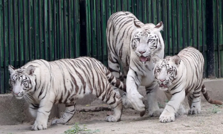 Denuncia por posesión ilegal de animales exóticos en el Estado de México