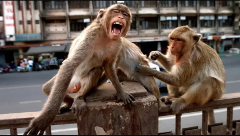 Escape de monos rhesus en Carolina del Sur genera alerta a la comunidad