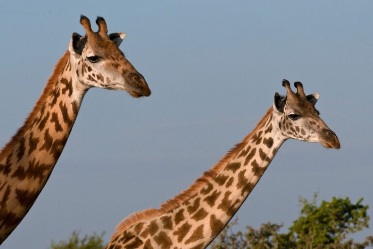 Estados Unidos propone medidas para proteger a jirafas en peligro crítico de extinción
