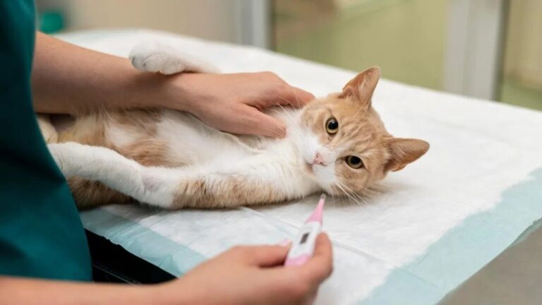 California declara estado de emergencia por brote de gripe aviar en animales y humanos