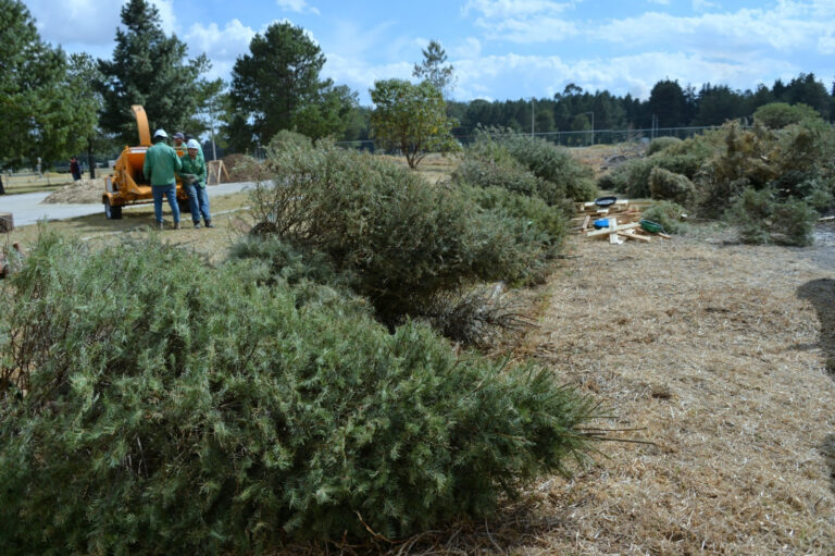 Secretaría de Medio Ambiente convoca a transformar tu árbol de Navidad en composta