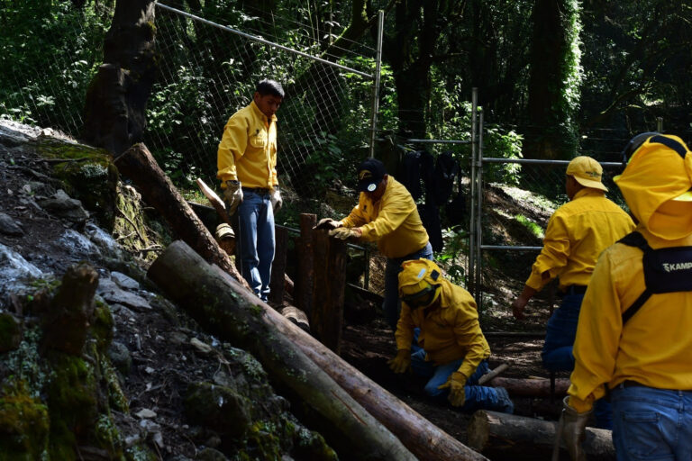 Probosque es líder nacional en el desarrollo forestal sustentable al mantener certificación