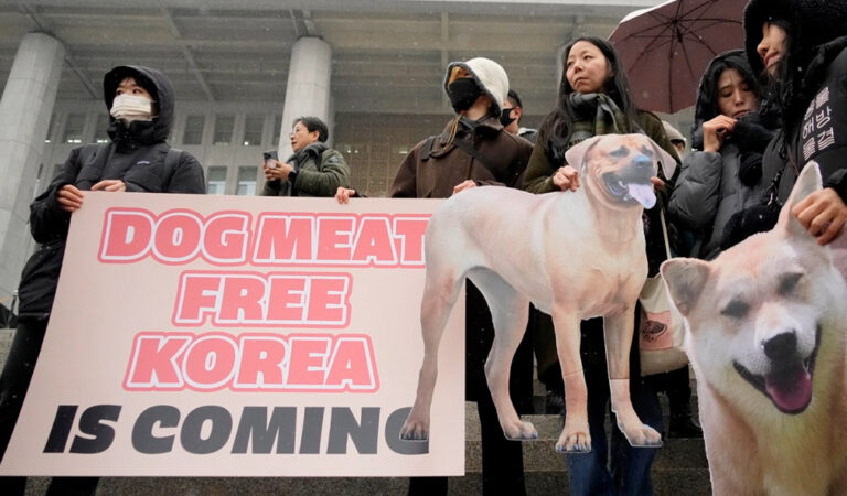 Corea del Sur prohibirá la carne de perro en 2027