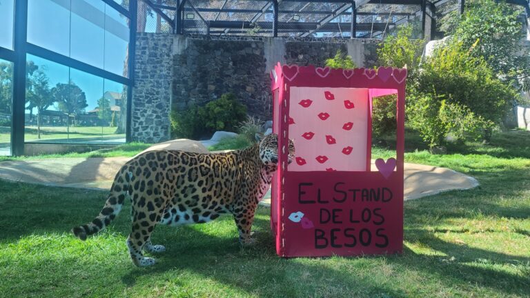 Parque Zacango celebra San Valentín con nacimientos de especies 