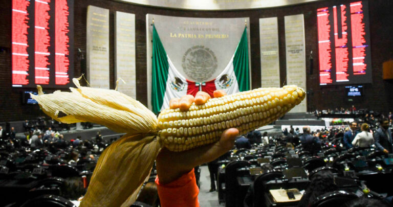 Senado aprueba minuta que prohíbe el cultivo de maíz transgénico
