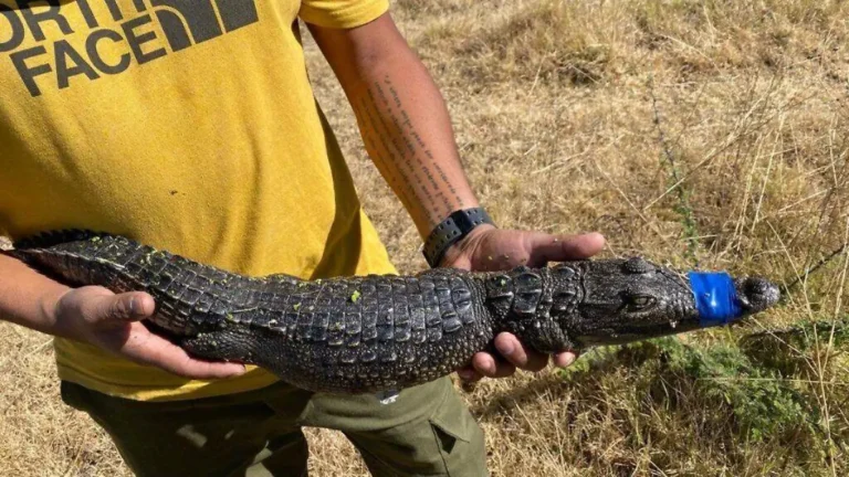Rescatan ejemplar de cocodrilo en Lago de Guadalupe