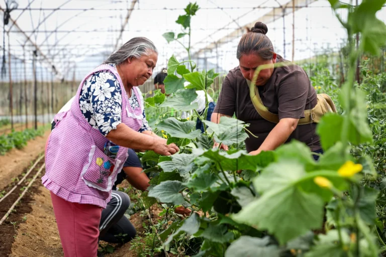 Impulsan en Edoméx cultivos orgánicos y empleo femenino desde el hogar
