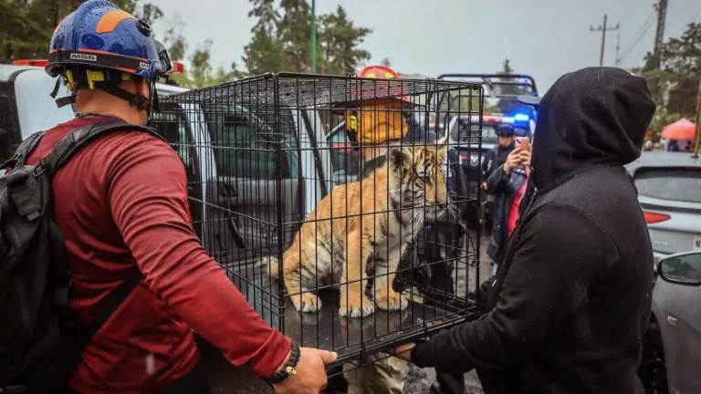 Un tigre de Bengala cachorro fue rescatado en domicilio de Lomas Verdes, Naucalpan