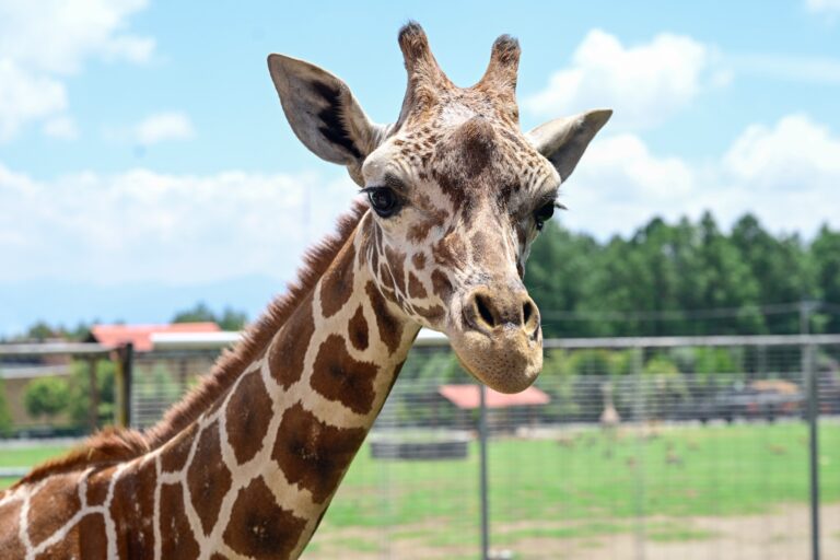 “Cosmo”, la nueva jirafa del Parque Ecológico Zacango fortalece la conservación
