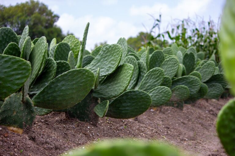 Impulsan la producción de nopal con capacitación y entrega de pencas en Edoméx 
