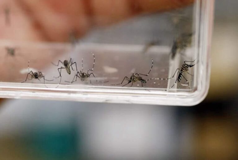Edomex logra reducción histórica del dengue: casos caen más del 90%