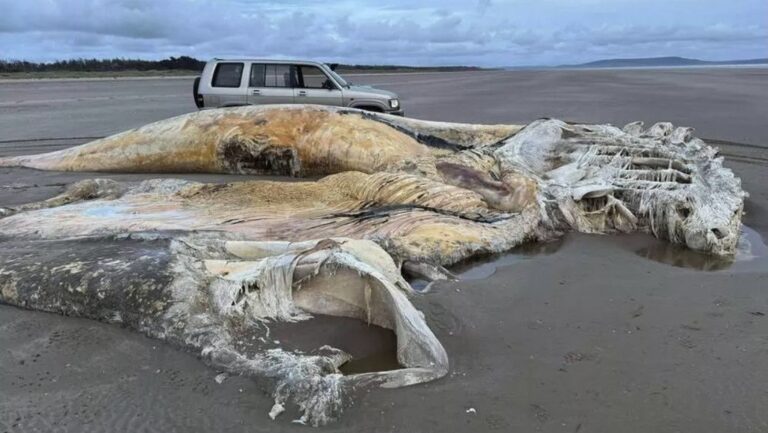 Hallan restos de enorme criatura marina en playa de Gales; especialistas investigan posible ballena