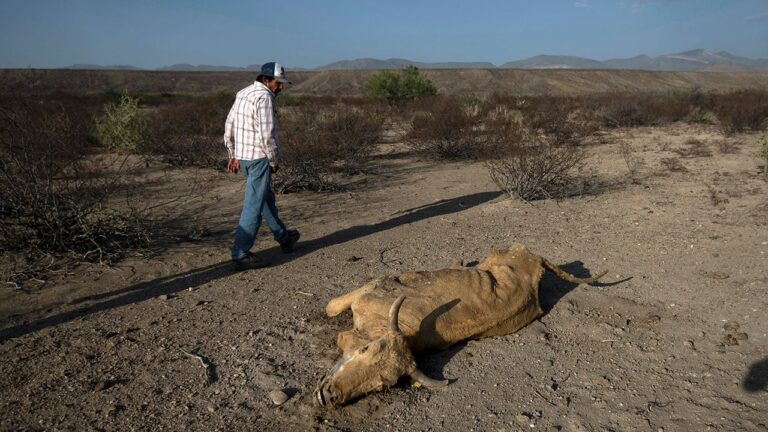Desafío al Campo Mexicano: La Sequía Amenaza la Producción de Alimentos en el Norte