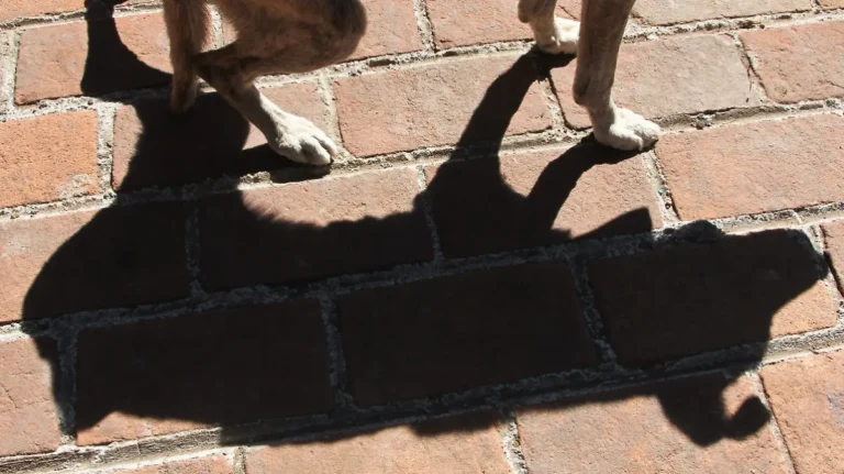 Muere perrito en Nezahualcóyotl tras explosión de pirotecnia lanzada por sujetos