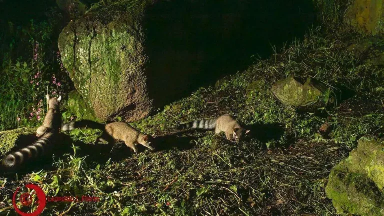UAEMéx registra nacimiento de cacomixtles en Ciudad Universitaria como parte de proyecto ambiental