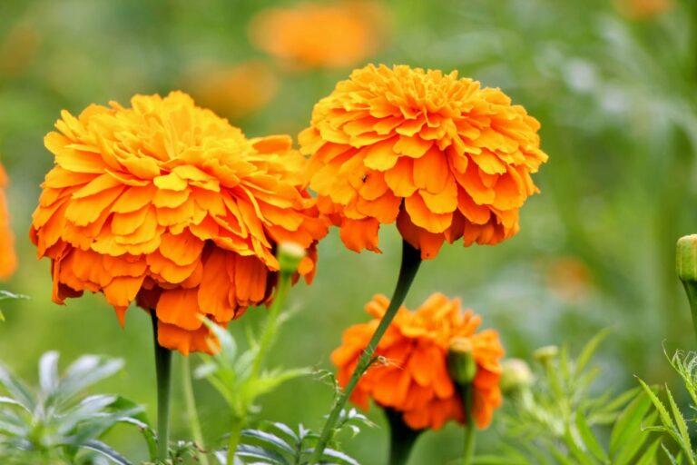 EdoMéx prevé derrama de casi 2 mil mdp por venta de cempasúchil en Día de Muertos