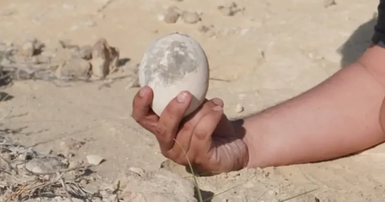 Descubren huevo de dinosaurio intacto en la Patagonia: hallazgo único en América del Sur