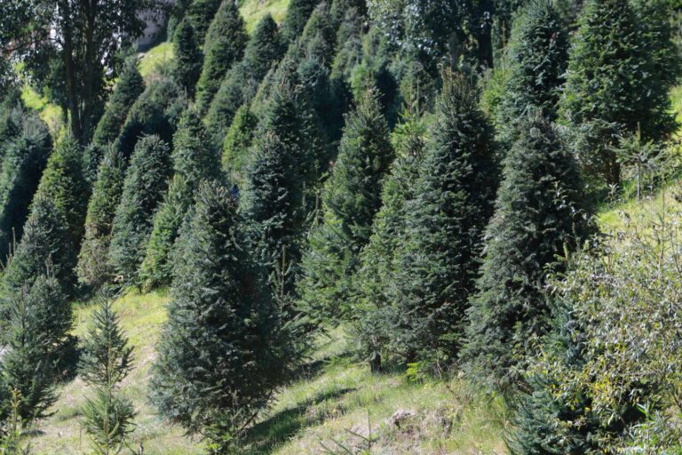 ¡Consigue tu árbol navideño! Listan 20 mil árboles naturales en Edoméx para fortalecer la producción sustentable