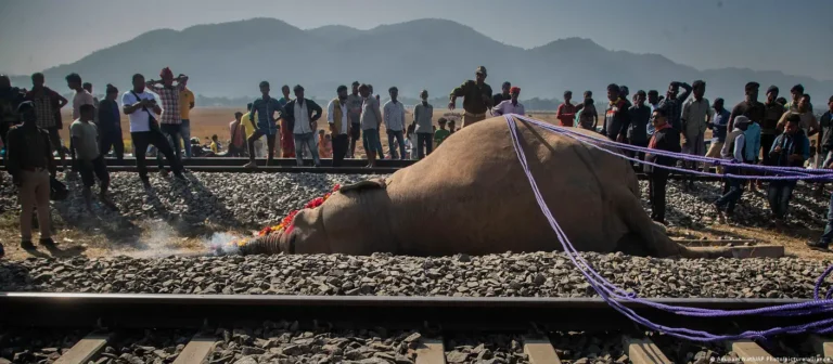 Tragedia ambiental en la India: tren arrolla a siete elefantes y reaviva alerta global