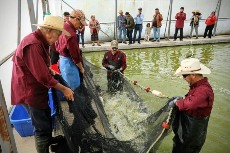 Se producieron más de 7 mil toneladas de pescado en 2025 y se fortalece economía rural mexiquense