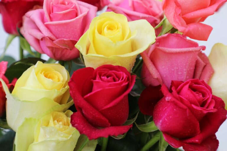 Día del Amor y la Amistad concentró 78% de la producción nacional de rosa en Edoméx