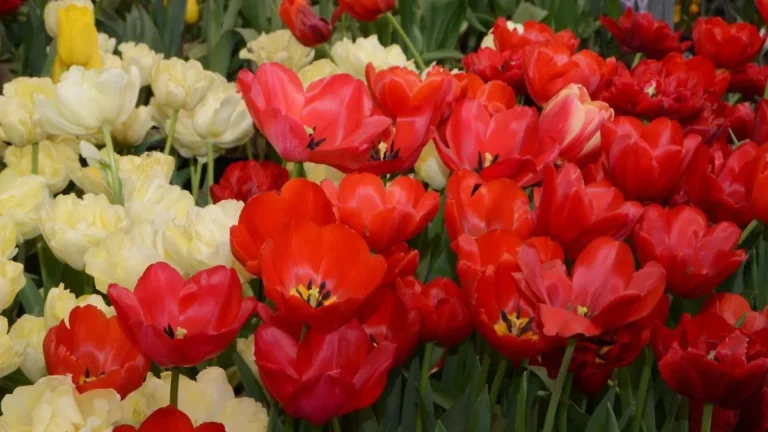 Primavera dispara la venta de flores en el norte del Estado de México