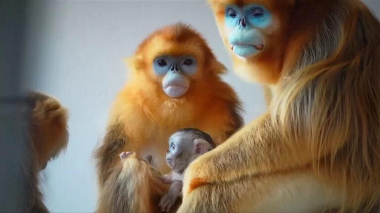 Nace en Bélgica raro langur chato dorado y refuerza su conservación global