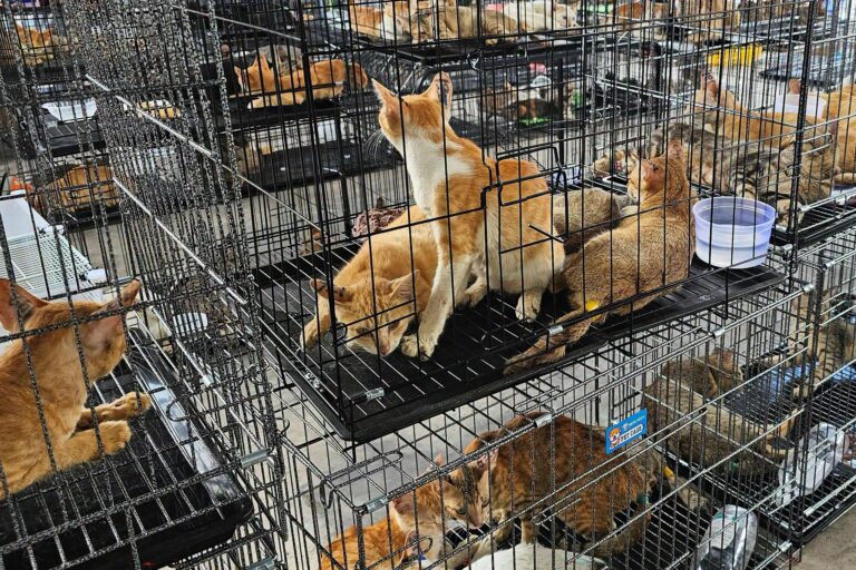 Rescatan casi 400 gatos de una red ilegal dedicada al comercio de carne en Vietnam